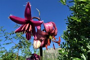 16 Giglio martagone (Lilium martagon) 